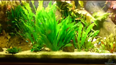 Amazonasdream (Nur noch Beispiel) von GGuardiaNN