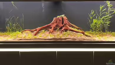 Amazonasfluss von MichaE