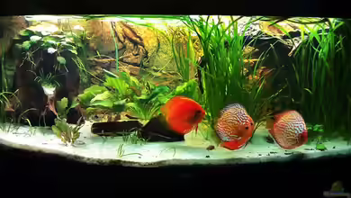 Amazonashabitat von LockHeed