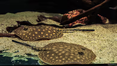 Amazonasufer von AmazonasFelix