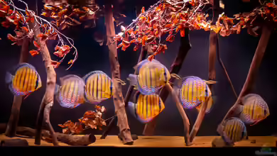 Amazonfire - Im Diskusfieber von DiskusMummy