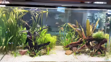 Amazonien von Pflanzenwolf