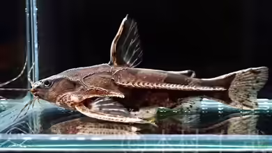 Amblydoras monitor im Aquarium halten