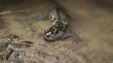 Ambystoma maculatum im Terrarium halten