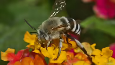Amegilla quadrifasciata im Garten
