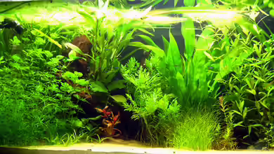 American Dream von Quyrill