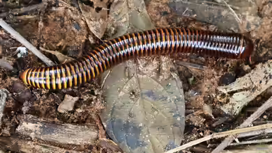 Anadenobolus monilicornis im Terrarium halten
