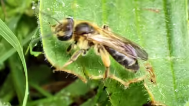 Andrena bucephala im Garten