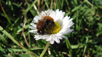 Andrena fulva im Garten