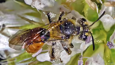 Andrena marginata im Garten