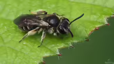 Andrena minutula im Garten