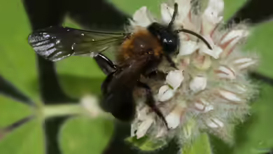 Andrena thoracica im Garten