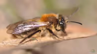 Andrena varians im Garten