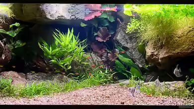 Andrews Dream von André Sidler