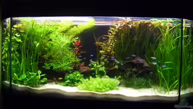 Andy`s aquarium von *Andy*