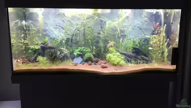 Anfänger - Gesellschaftsbecken von Chris Bert