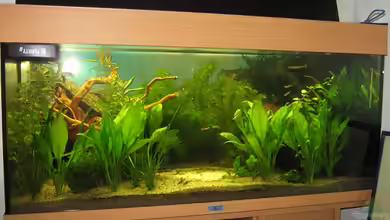 Anfänger Becken 19.8.09 von Sven Lowbob