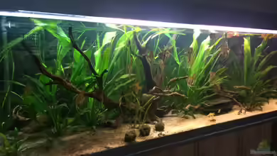 Angels Place ... von Marcus Lucke