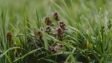 Anstehende Gartenaufgaben: Gründüngung im Herbst