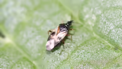 Anthocoris nemorum im Garten