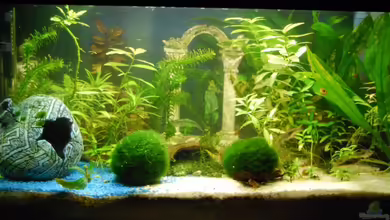 Antikes Garnelenaquarium^^ von Julia