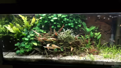 Anubiaswald von derflo