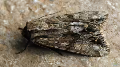 Apamea monoglypha im Garten