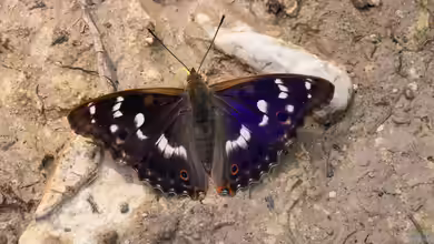 Apatura ilia im Garten