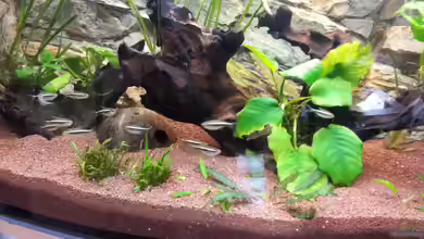 Apistograma Agassizii von Der Dreiäugige Goldfisch