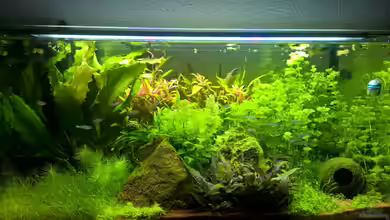 Apistogramma-Home von DerWiesbadener