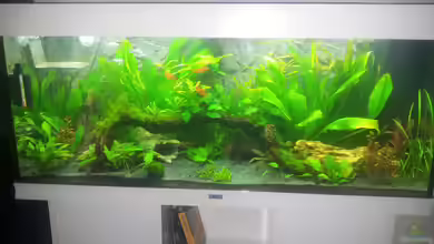 Aqua Art von Nixe1991