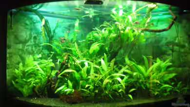 Aqua Asia ++Nur noch als Beispiel++ von Thomas Ahrens