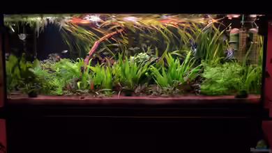 Aqualux Exklusiv 450 Liter von Dieter