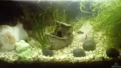 AquaNero von Patrick Huber