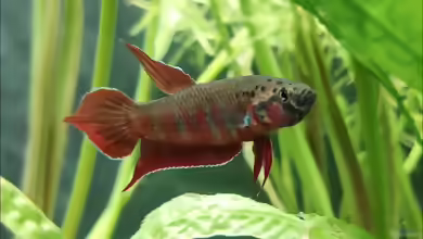 Aquarien mit Betta rubra