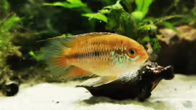 Aquarien mit Nannacara anomala