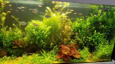 Aquarienfreunde Gütersloh von Smo