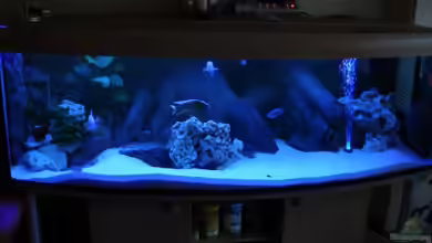 Aquarium 200x80x80 cm, 12 mm Glas. von Malawifrank