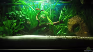 Aquarium mit gewölbter Frontscheibe von Henning Brinkmann