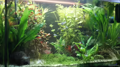 Aquarium Nr. 2 von Jonas (Trancemania)