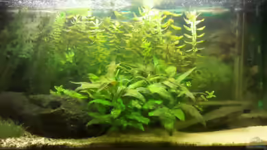 Aquarium von De Millo