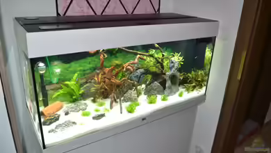Aquarium von Vanessa Freni