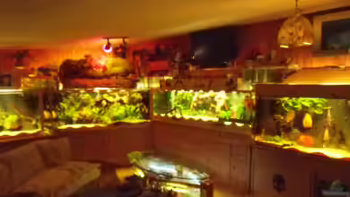 Aquariumanlage Diskus & mehr Becken 16219 von Ulrich Sauerhering