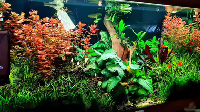Aquascape 180l von David Schneider Aquaristik