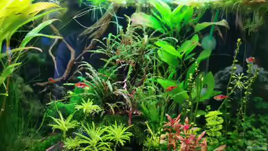 Aquascape "Asiatischer Bachlauf" von David Schneider Aquaristik