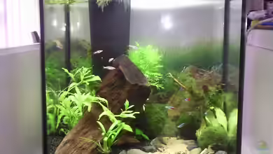 Aquascape-Auftrag von pat333