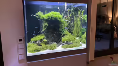 Aquascape Mooslandschaft von Dietmar Keßl