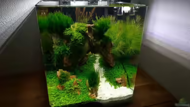 Aquascape Nanocube30 Dragonstone von Sandro