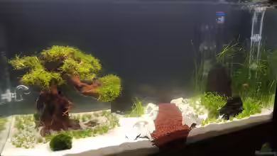 Aquascape-Projekt von Dancinlutin