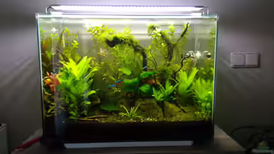 Aquascaping - Missglückt nur zur Ansicht von Shiro13